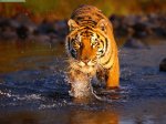 best tour operators india  - Wildlife